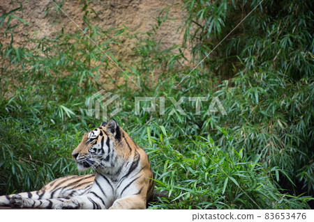Amur Tora Amur Tora 83653476