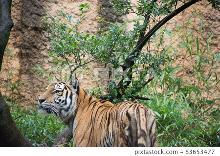 Amur Tora Amur Tora 83653477
