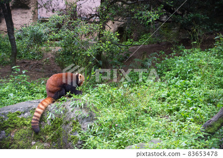 Lesser panda 83653478