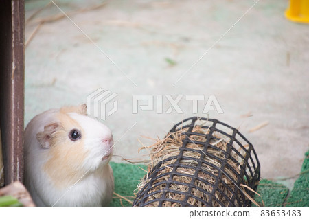 Guinea pig 83653483