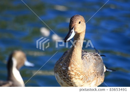 有可愛表情的女性 wigeon 有可愛表情的女性 wigeon 83653491