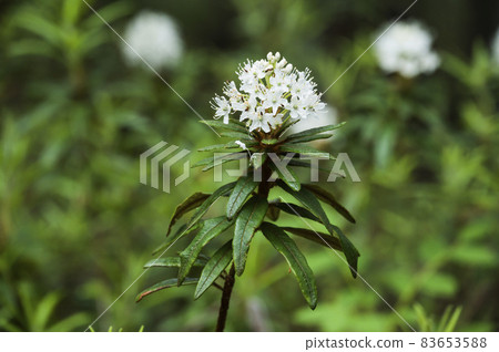 Izu azalea Izu azalea 83653588