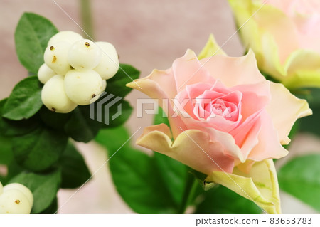 Rose Angel Kiss Rose Angel Kiss 83653783