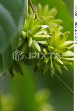 Ku Kanrenboku tree bears thorny fruits. The scientific name is Camptotheca acuminata 83653860