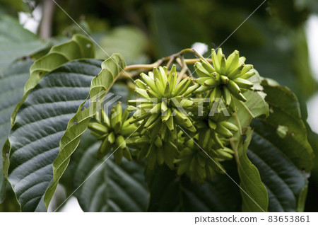 Ku Kanrenboku tree bears thorny fruits. The scientific name is Camptotheca acuminata Ku Kanrenboku tree bears thorny fruits. The scientific name is Camptotheca acuminata 83653861