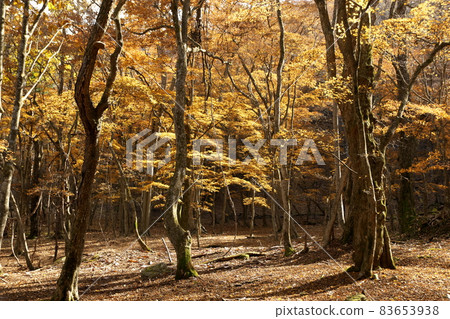 Scenery of the south shore of Lake Chuzenji 83653938