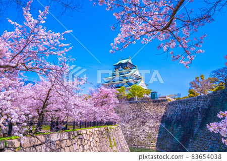 大阪城和西之丸庭園的櫻花 83654038