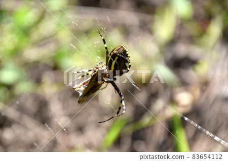  spider 83654112