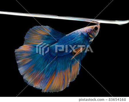 Halfmoon blue and orange betta isolated on black background with water level Halfmoon blue and orange betta isolated on black background with water level 83654168