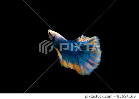 Halfmoon blue and orange betta isolated on black background Halfmoon blue and orange betta isolated on black background 83654169