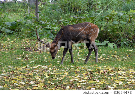 Ezo deer Ezo deer 83654478