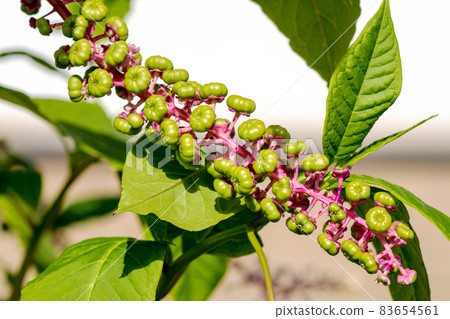 American pokeweed American pokeweed 83654561