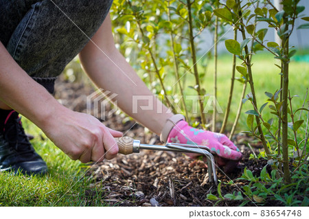A woman weeds her hands in the gloves of a plant in the garden 83654748