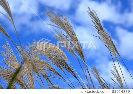 秋天的天空中的箱根仙石原薄月 83654879