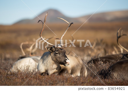Reindeer (Rangifer tarandus) 83654921