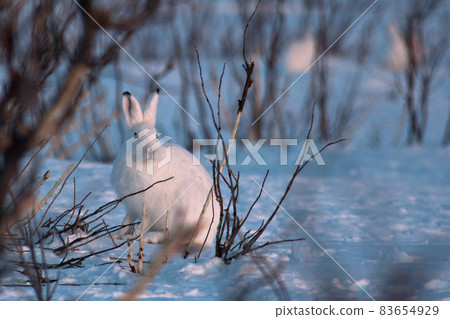 Tundra hare (Lepus timidus) sits on the snow. Tundra hare (Lepus timidus) sits on the snow. 83654929