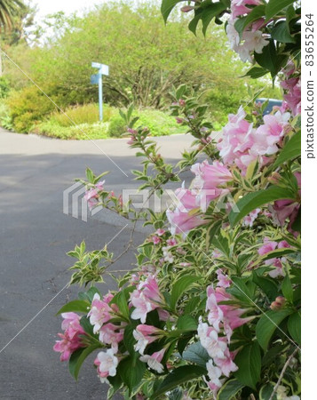 天空晴朗，美麗的花朵綻放在墨爾本皇家植物園 83655264