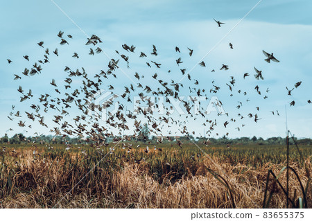 Sparrow birds flying over the rice field. 83655375