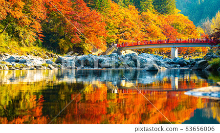 Beautiful autumn leaves of Asuke where many maples and maples are dyed bright red 83656006