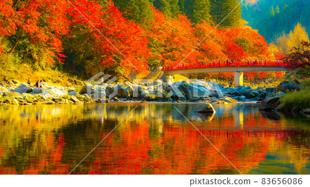 Beautiful autumn leaves of Asuke where many maples and maples are dyed bright red 83656086