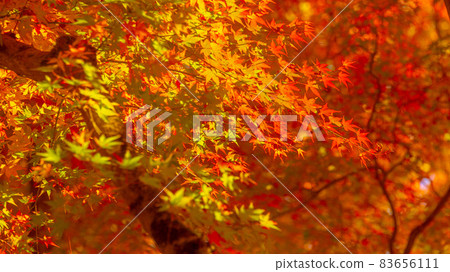 Beautiful autumn leaves of Asuke where many maples and maples are dyed bright red Beautiful autumn leaves of Asuke where many maples and maples are dyed bright red 83656111