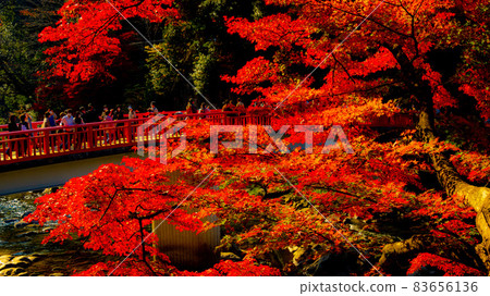 Beautiful autumn leaves of Asuke where many maples and maples are dyed bright red 83656136