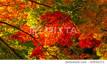 許多楓樹和楓樹被染成鮮紅色的Asuke美麗的秋葉 許多楓樹和楓樹被染成鮮紅色的Asuke美麗的秋葉 83656151