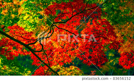 許多楓樹和楓樹被染成鮮紅色的Asuke美麗的秋葉 83656152
