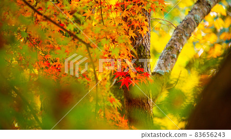 Beautiful autumn leaves of Asuke where many maples and maples are dyed bright red Beautiful autumn leaves of Asuke where many maples and maples are dyed bright red 83656243