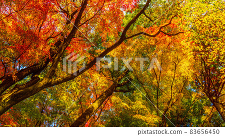 Beautiful autumn leaves of Asuke where many maples and maples are dyed bright red Beautiful autumn leaves of Asuke where many maples and maples are dyed bright red 83656450