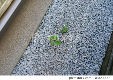 Weeds in the garden 83656652