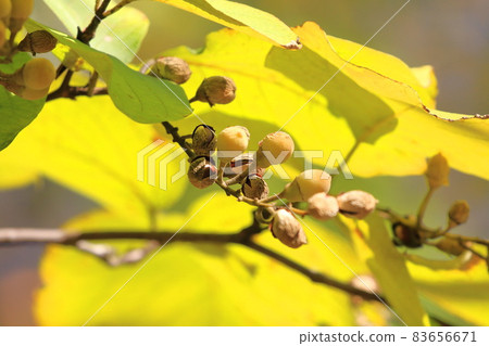Styrax obassia autumn leaves and fruits Styrax obassia autumn leaves and fruits 83656671