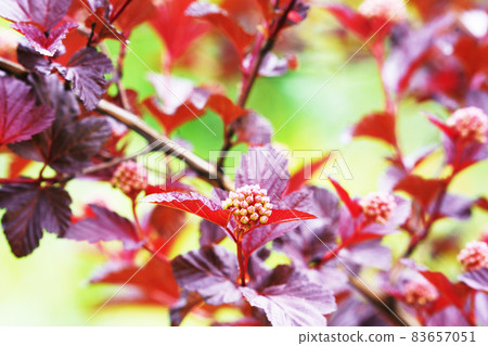 圓球形花“美國九層花” 83657051