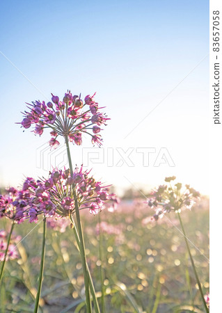 Rakkyo flower Rakkyo flower 83657058