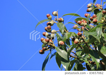 A white oak tree that bears many fruits A white oak tree that bears many fruits 83657062