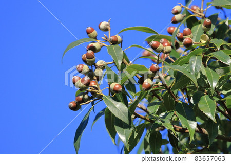 A white oak tree that bears many fruits A white oak tree that bears many fruits 83657063