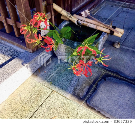 Tsukubai-style water reservoir where gloriosa is alive 83657329