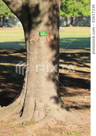 Bark and trunk of white oak Bark and trunk of white oak 83657336