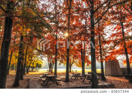 Seoul forest autumn scenery Seoul forest autumn scenery 83657344