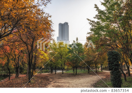 Seoul forest autumn scenery Seoul forest autumn scenery 83657354