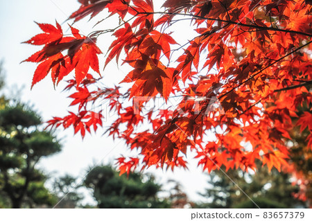 Red maple tree foliage 83657379