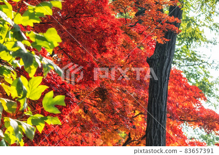 Red maple tree foliage 83657391