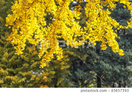 Gingko tree autumn foliage 83657393