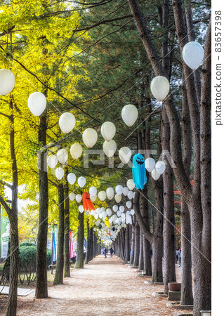 Central Korean Pine Tree Lane Central Korean Pine Tree Lane 83657398