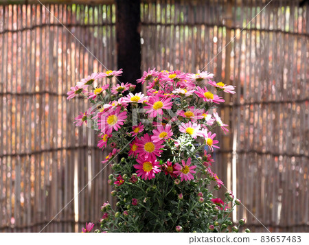 美麗的七彩菊花 83657483