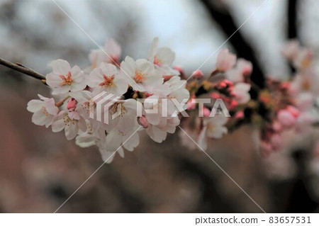 Gifu walk ・ 47 (Gifu City, Gifu Prefecture) Gifu walk ・ 47 (Gifu City, Gifu Prefecture) 83657531