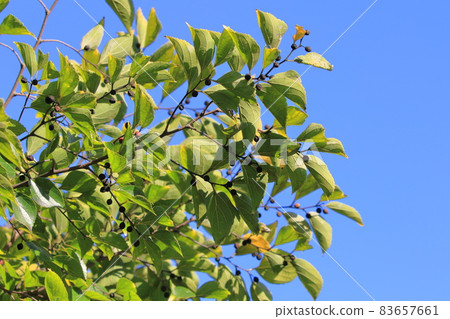 金針菇的秋葉和果實 83657661