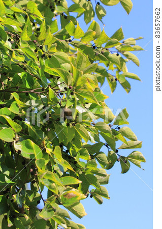 Autumn leaves and fruits of enoki mushrooms Autumn leaves and fruits of enoki mushrooms 83657662
