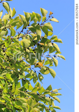 Autumn leaves and fruits of enoki mushrooms 83657664