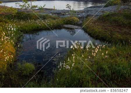 The nature of skerry on Lake Ladoga in the Republic of Karelia in Russia 83658247